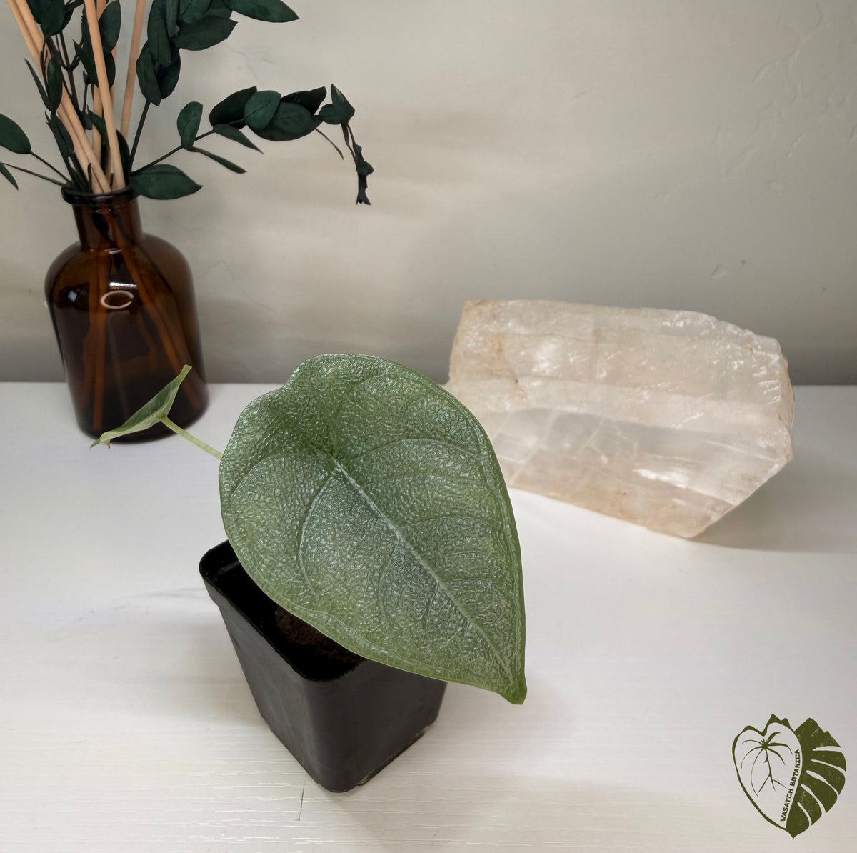 ALOCASIA MELO | ROOTED