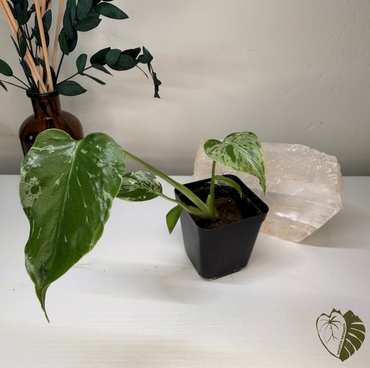MONSTERA BULBASAUR | ROOTED