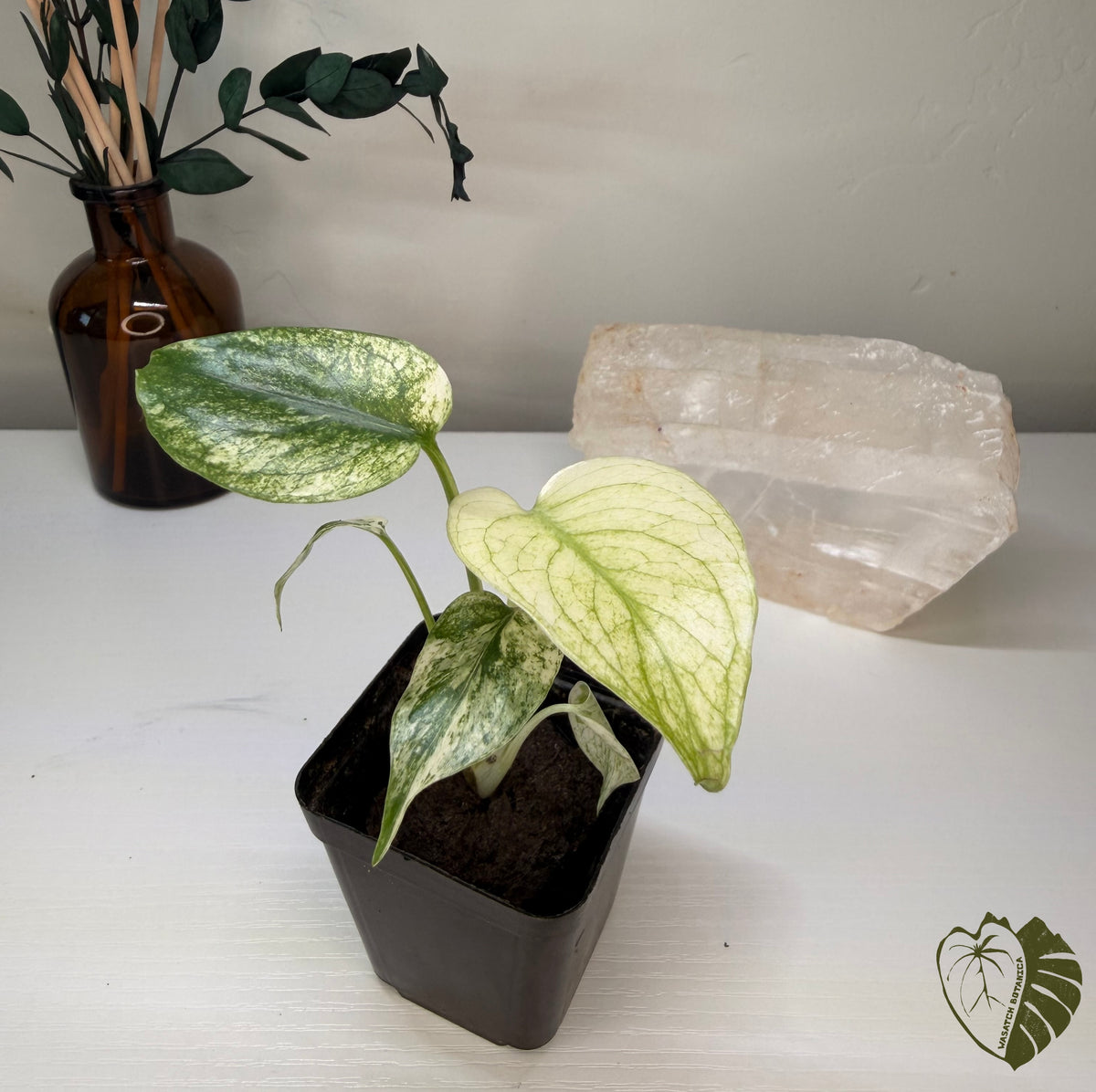 MONSTERA WHITE MONSTER | ROOTED