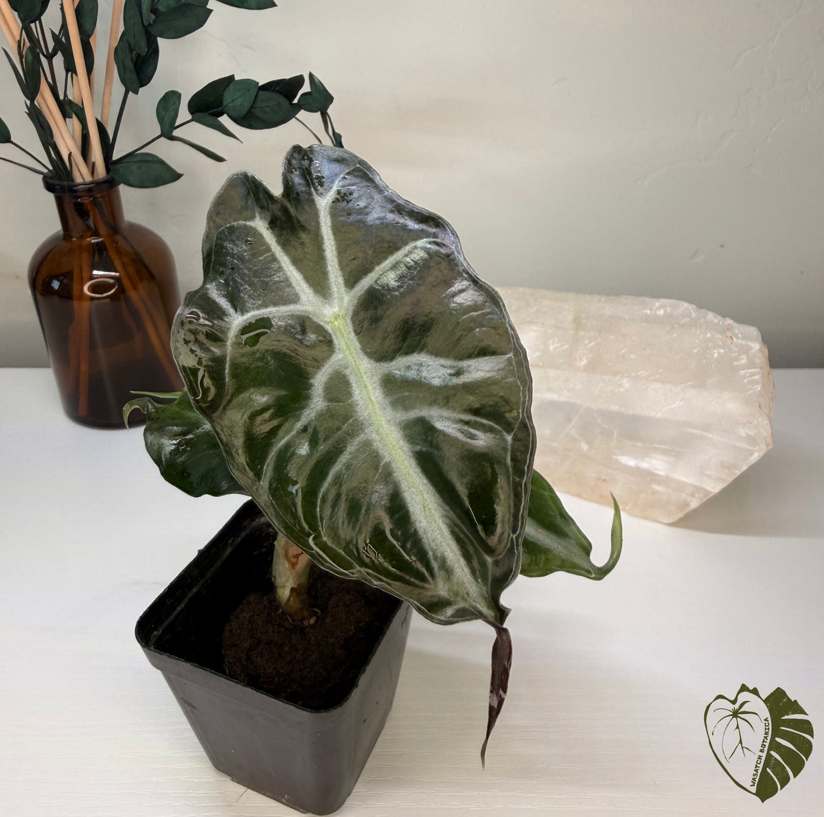 ALOCASIA VENOM | ROOTED