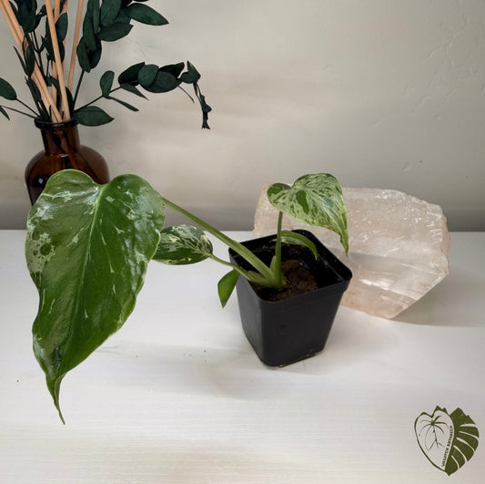 MONSTERA BULBASAUR | ROOTED