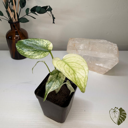 MONSTERA WHITE MONSTER | ROOTED