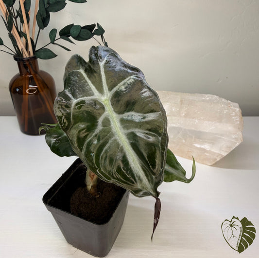ALOCASIA VENOM | ROOTED