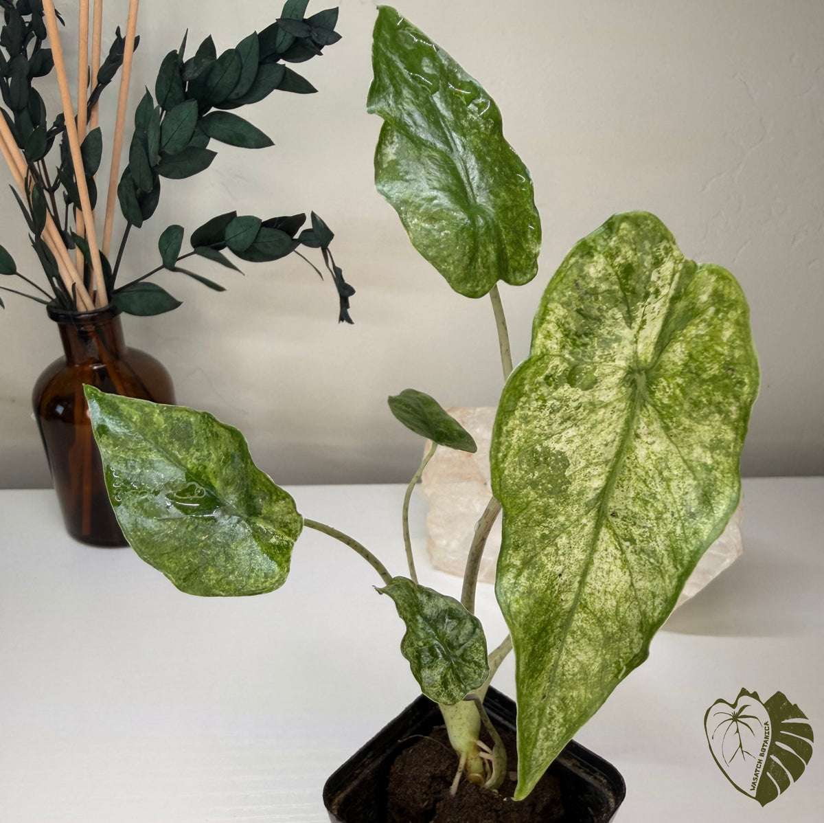 ALOCASIA ODORA BATIK | ROOTED