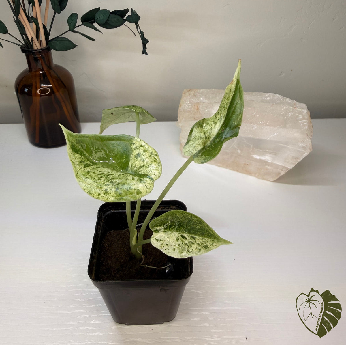 ALOCASIA DRAGON SCALE MINT | ROOTED